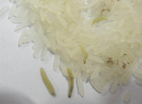 Prodejna Toan Tran Van. Rýže obsahovala larvy i živé moly