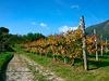 Collio je vyhláenou oblastí skvlého vína.