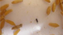 KAMUT ZRNO BIO