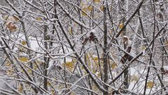 Stromy ani nestaily schodit poslední listy a u je pokryl sníh
