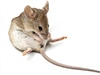 Myš (ilustrační foto)