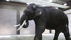 Mluvící zvíře? Slon v Koreji prý umí několik slov