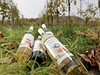 Svatomartinská vína - ilustraní foto