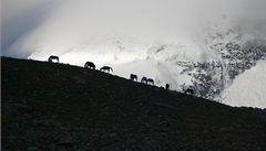 Himalájské �títy v sn�hobílém závoji