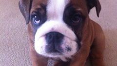 Rodině ukradli štěně buldoka, díky Twitteru ho dostali zpět