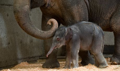Sloní mlád narozené v Oregonu.