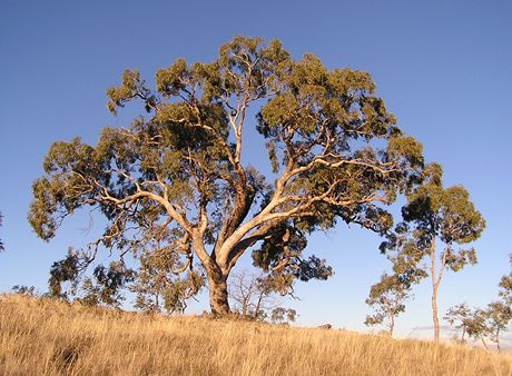 Eukalyptus,ilustraní foto.