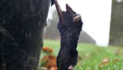 Chytání krtk� je vá�ná práce, �íká zahradník z Versailles