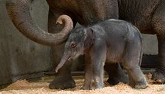Sloní mládě narozené v Oregonu.
