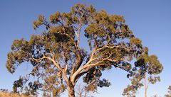 Eukalyptus,ilustraní foto.