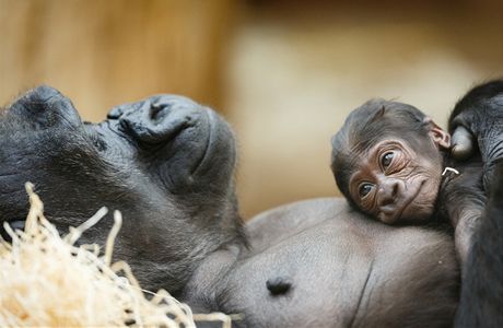 Gorilí mlád s matkou Kijivu v praské zoo.