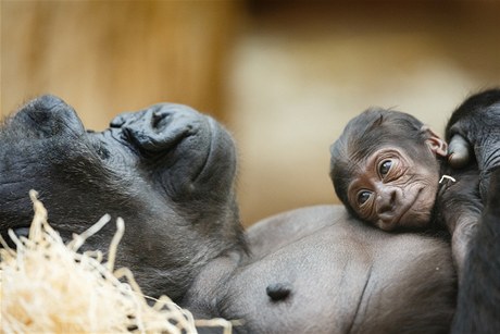 Gorilí mládě s matkou Kijivu v pražské zoo.
