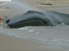 Velryba na plái v New Yorku