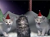 Slavná koií kapela Jingle Cats