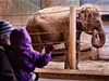 Návtvníci praské zoo se pili podívat na slonice Tamaru a Janitu.