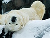 Lední medvd v aljaské zoo zimu vítá.