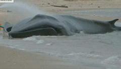 Nemocná velryba bojuje o život na pláži v New Yorku