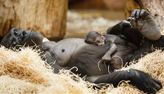 Goril sameek z prask zoo dostal jmno Nuru 