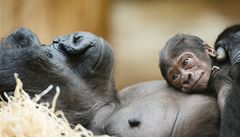 Goril novorozenec je asi kluk. Podvejte se