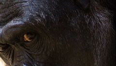 Gorilí samec Richard