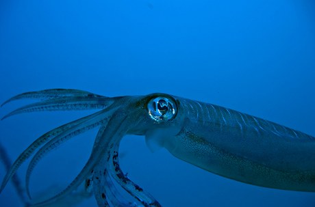 Krakatice (ilustrační foto)