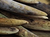 Hongkong zabavil slonovinu v hodnot 1,4 milionu dolar