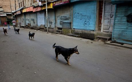 Pes ukradl v indickém stát Bihár taku s 400 000 rupií.