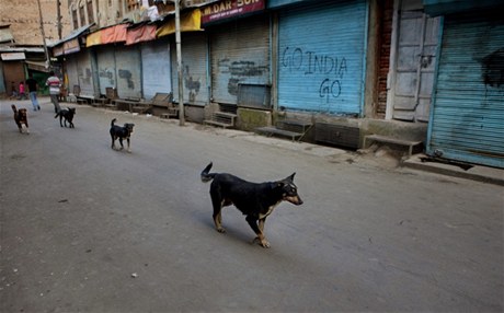 Pes ukradl v indickém státě Bihár tašku s 400 000 rupií.
