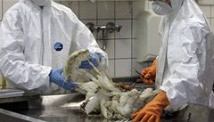 Nmeck dioxiny stra Evropu: Slovensko stahuje maso a vejce 
