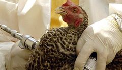 Vdci obnovili vzkum pta chipky, vyvolali obavy z bioterorismu