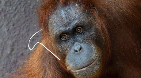 Samice orangutana sumaterského Mawar porodila v praské zoo mlád. Orangutan se tu narodil naposledy ped 42 lety. 