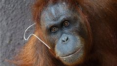 V pražské zoo se narodilo mládě orangutana. Podívejte se