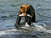 Medvd hndý s lososem