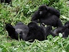 Gorily nižinné