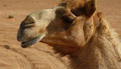 V jordánském skalním městě Petra podle ochránců týrají zvířata