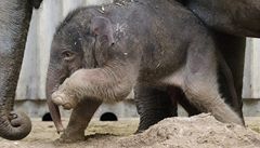 Sloní mládě se učí používat chobot. Podívejte se