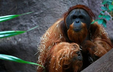 Jedna z poslednch fotek orangutana Kamy z 25. nora 