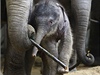 První sloní mlád, které se narodilo v praské zoo