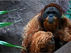 Jedna z posledních fotek orangutana Kamy z 25. února 