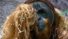 Kama, prvn orangutan narozen v SSR, zemel v prask zoo