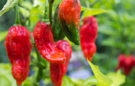 Bhut jolokia, nejpálivjí chilli paprika na svt