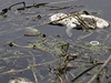 ekou do anghaje piplavaly tisíce uhynulých vep.