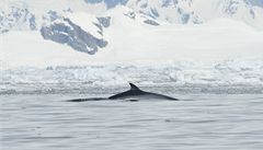 Ohrožené velryby. U Aljašky uhynuly plejtváci, v Japonsku chystají lov 