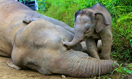 Sln s mtrtvou matkou (snímek je z Malajsie). Celosvtový bbchod s ilegální slonovinou se od roku 2007 zdvojnásobil, varují experti. 
