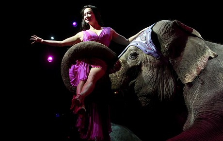 Knie-Sun sedí na chobotu slona během zkoušky na novou show švýcarského cirkusu National-Circus Knie v Rapperswilu.
