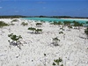 Mangrovy na Bahamských ostrovech
