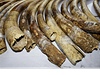 Celosvtov bbchod s ilegln slonovinou se od roku 2007 zdvojnsobil, varuj experti. 