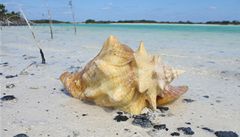 Conch mule