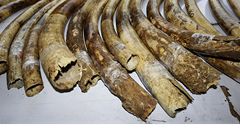 Saúdská Arábie zabavila půl tuny slonoviny pašované z Afriky 