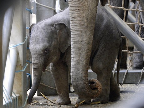 Návtvníkm Zoo Praha se otevelo nové Údolí slon a sloní mlád dostalo jméno Sita.